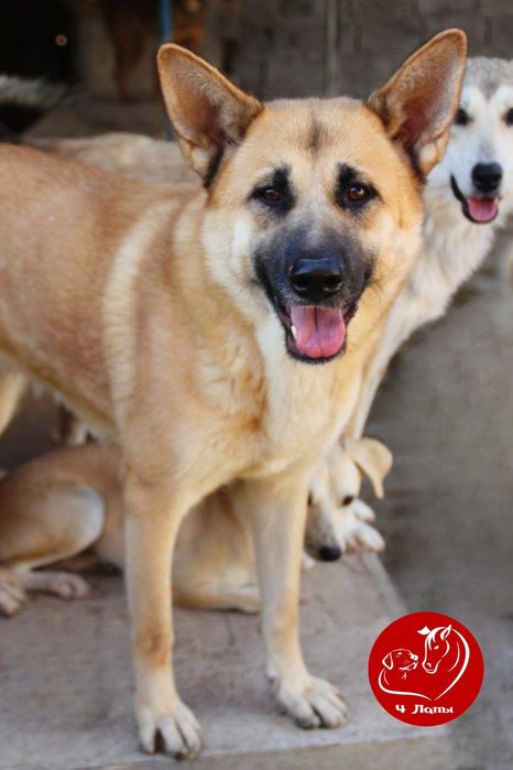 Подариье Джулии семью