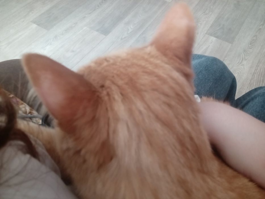 Отдам кошку и кота