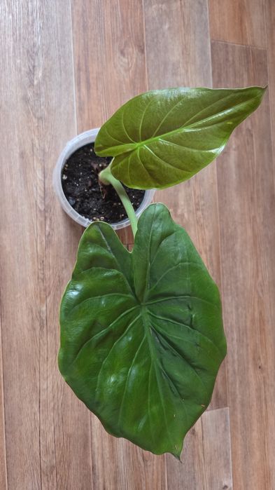 Комнате цветы продам