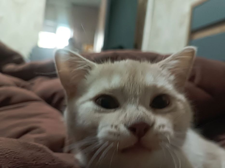 Котёнок британец кремового окраса