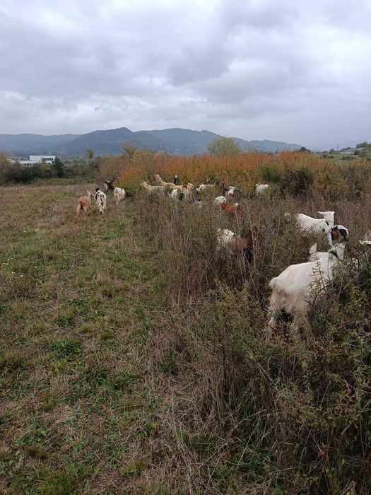 Capre de vânzare