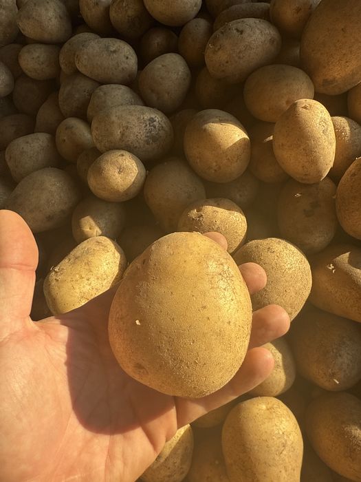 Vand cartofi consum carerra