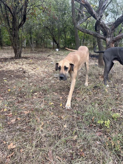 Подарявам кучета дог Great Dane, мъжко и женско