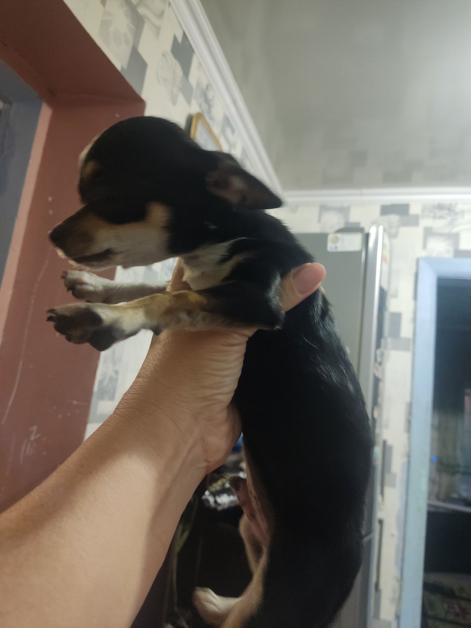 Чихуа  продам щенка мини 4 месяца
