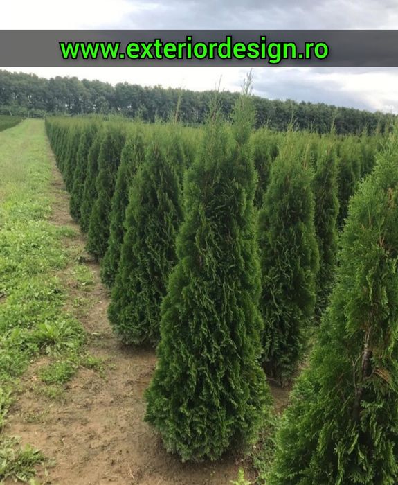 Plante ornamentale, spirale magnolia grandiflora, pon pon tuia smarald