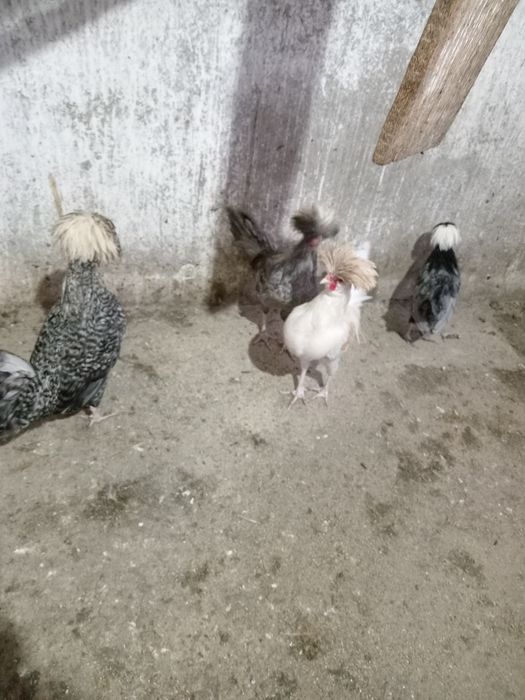 Motati olandezi de vanzare