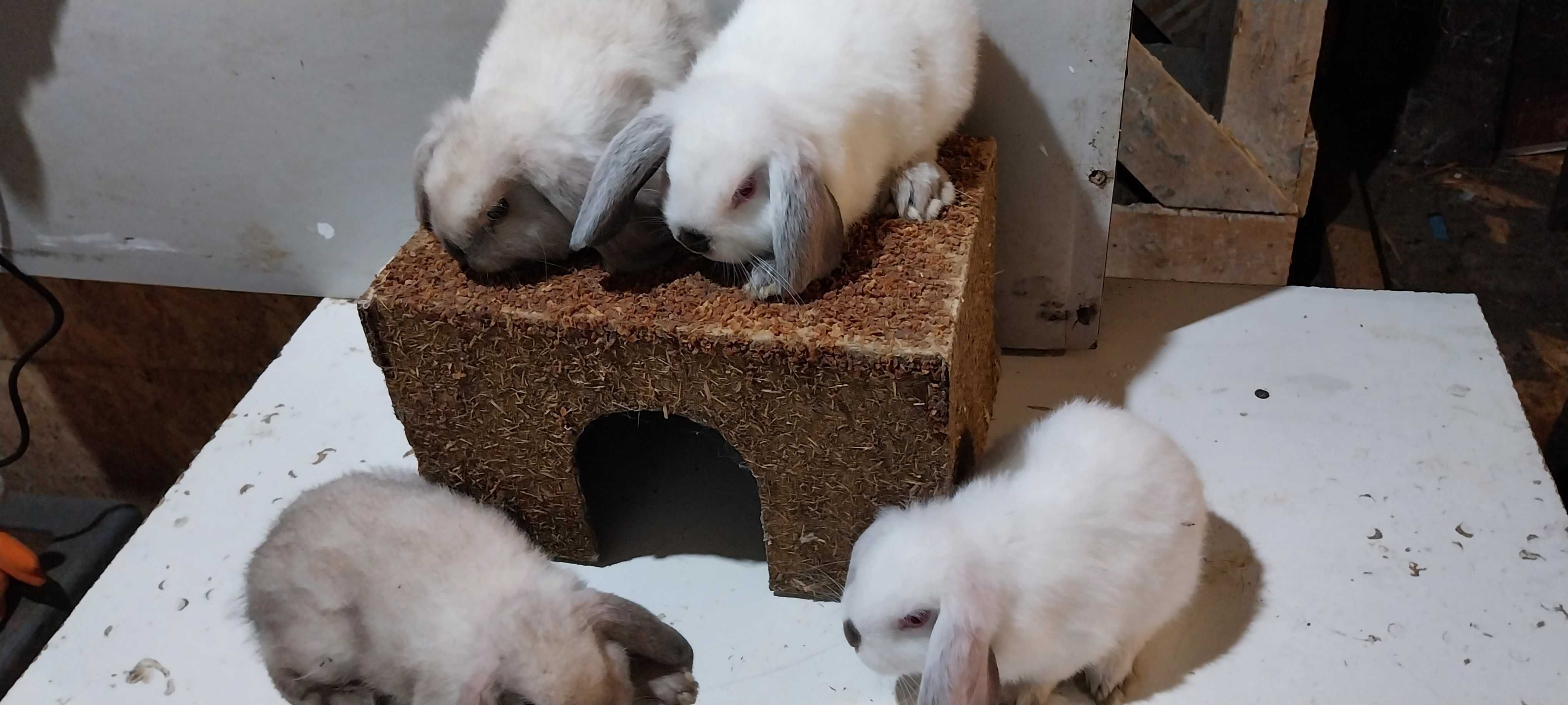 Iepuri Berbec Pitic Iepurasi Mini Lop Holland Lop Iepuri de Apartament