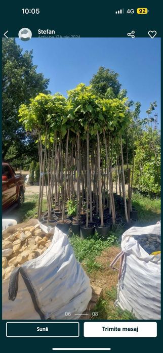 Tei mesteacan pawlonia braz artar