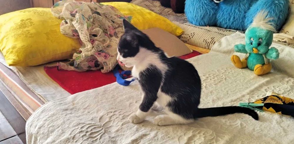 котета за подаряване и гледане с любов