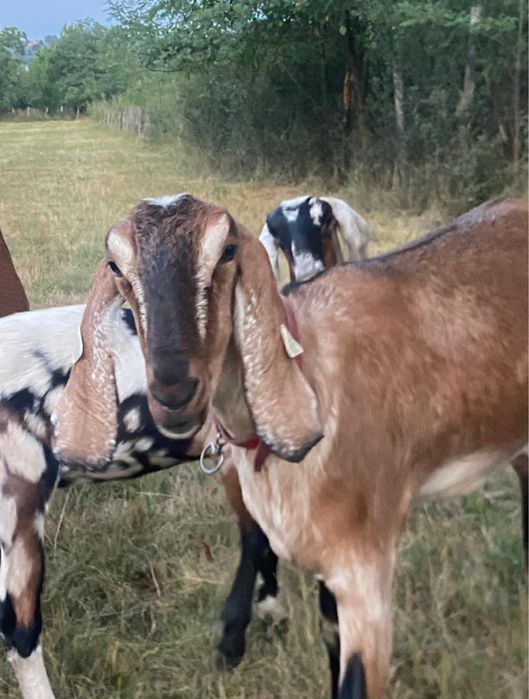 Vindem capre anglonubiene