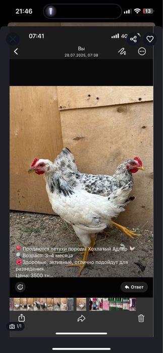 Курицы и петухи домашние породы Хохлатые Адлеры