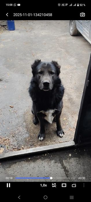 Вязка кабель туркменский алабай