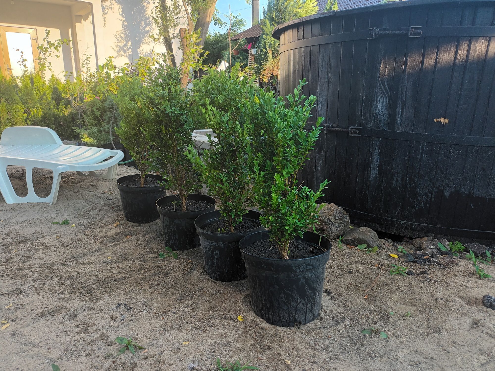 Tuia braband 140-150 cm  si buxus inaltime 60 -80cm