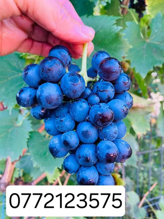 Butasi vita de vie hibrid