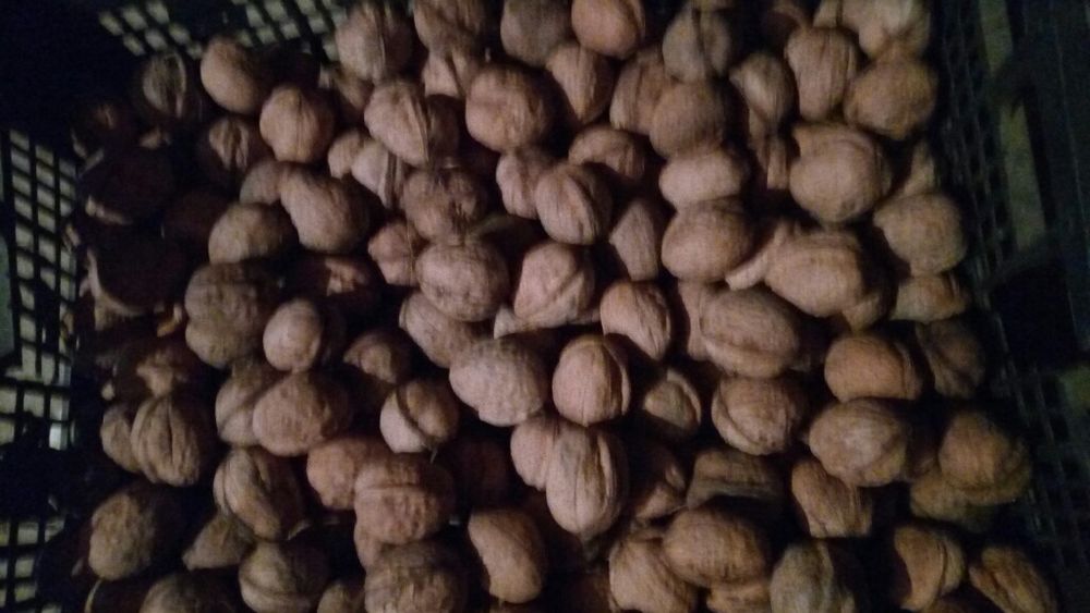 Nuci   in coaja.