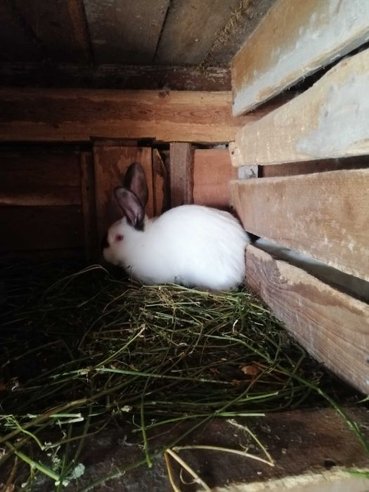 Vând iepuri Uriaș de Transilvania