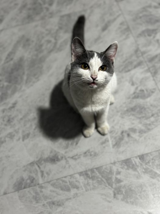 Кошка хорошая бесплатно