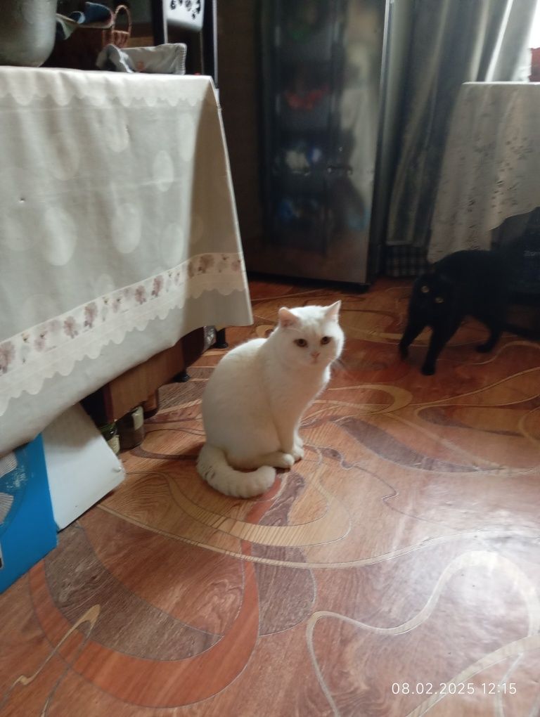 Продаются Шотландский Скотиш  Страйт
