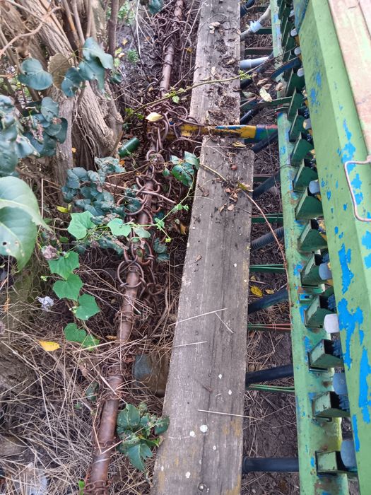 Semanatoare de paioase sup29