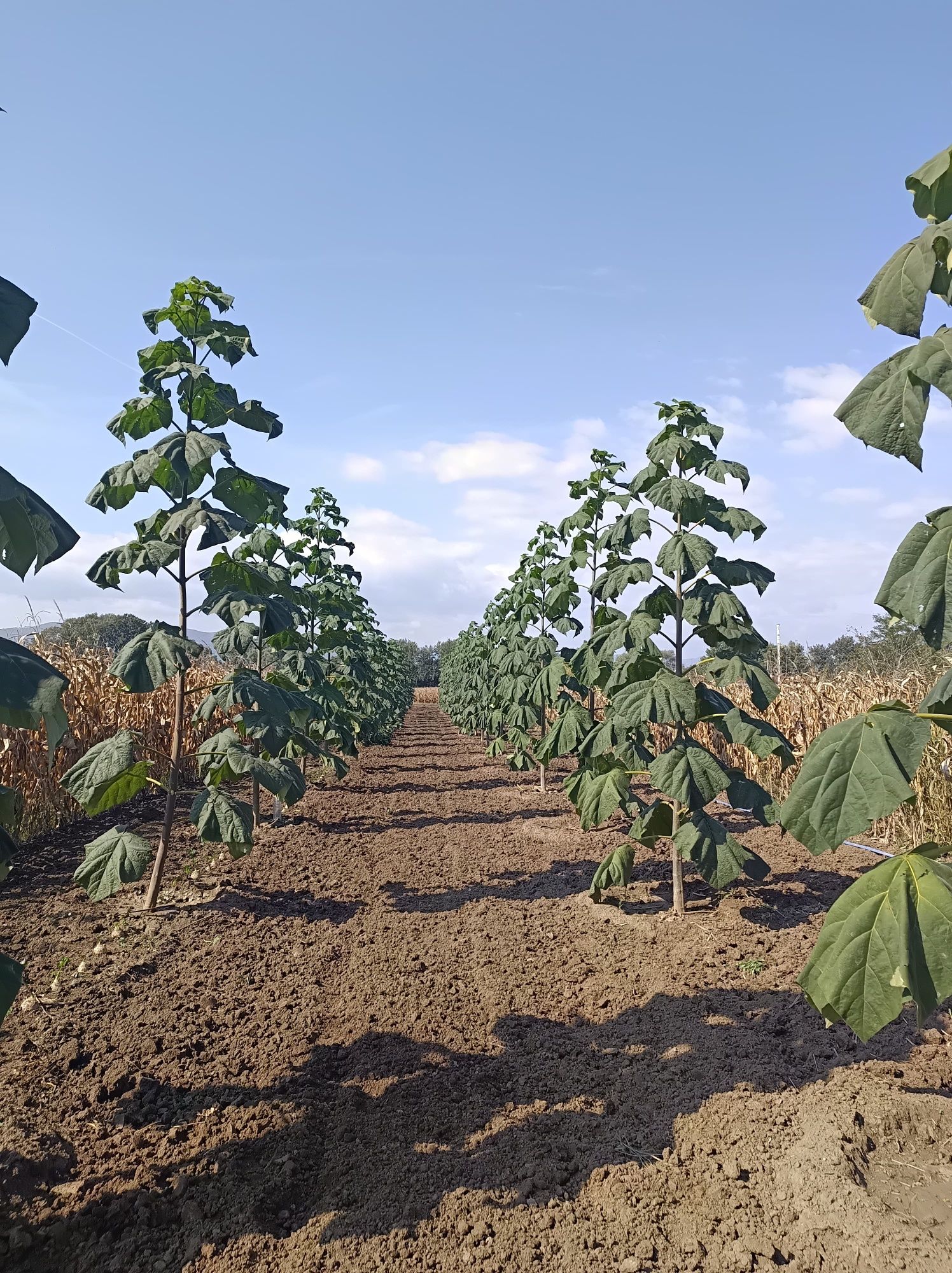 Paulownia Arborele prințesei