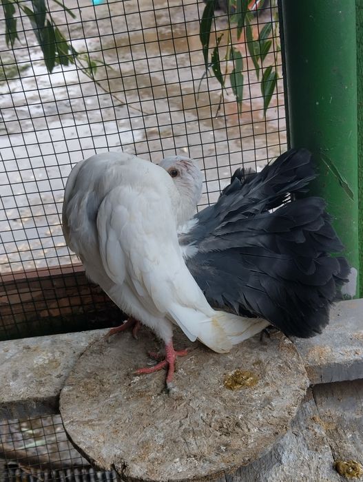 Rândunele de saxonia