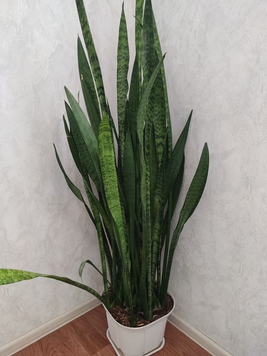 Цветы Сансевиерия