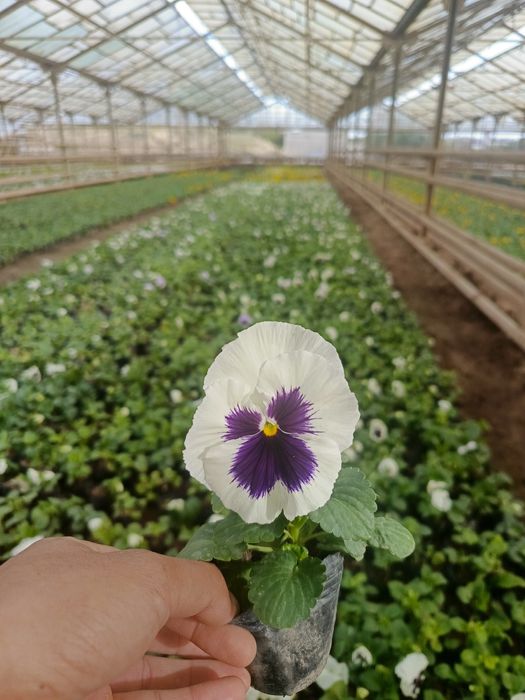 Viola gullari bor