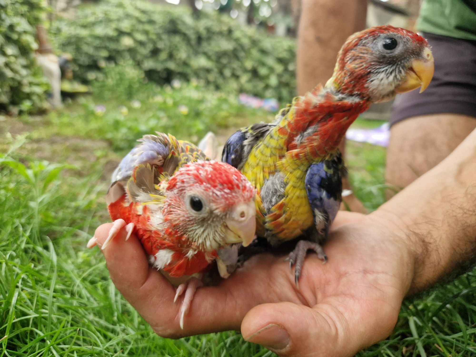 Ръчно хранени розели