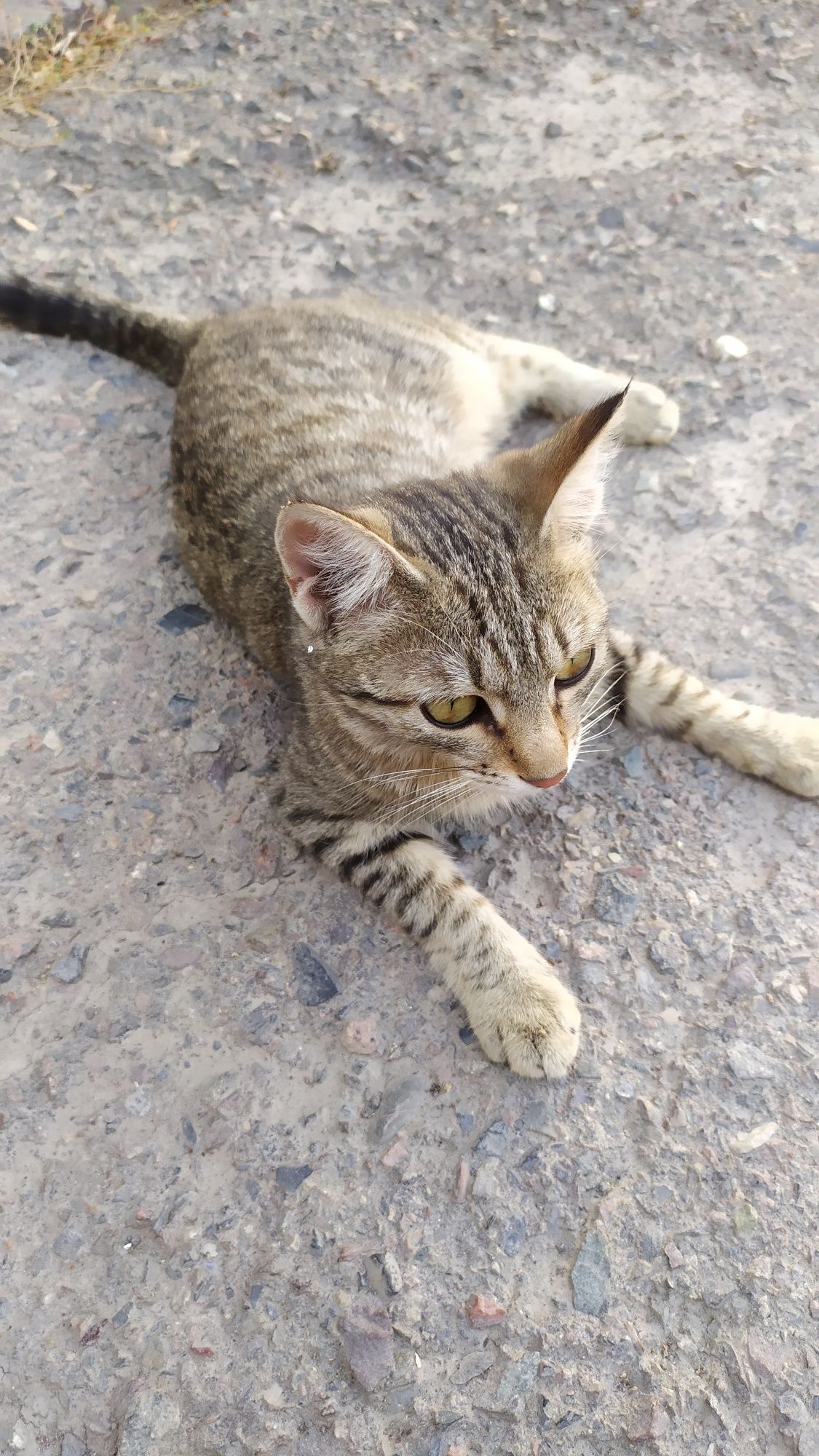 Кошечка в добрые руки