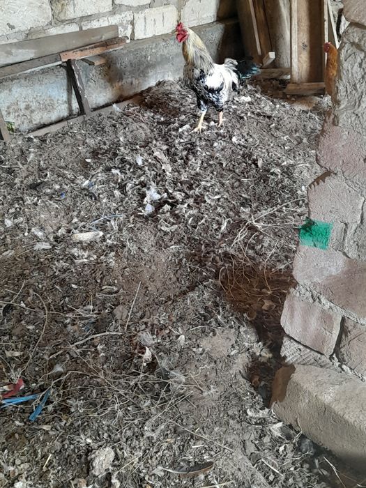 Атеш   сатылады.