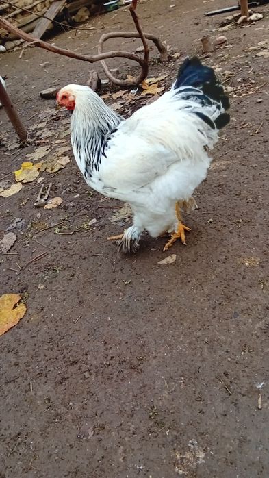 Vând gâște și găini