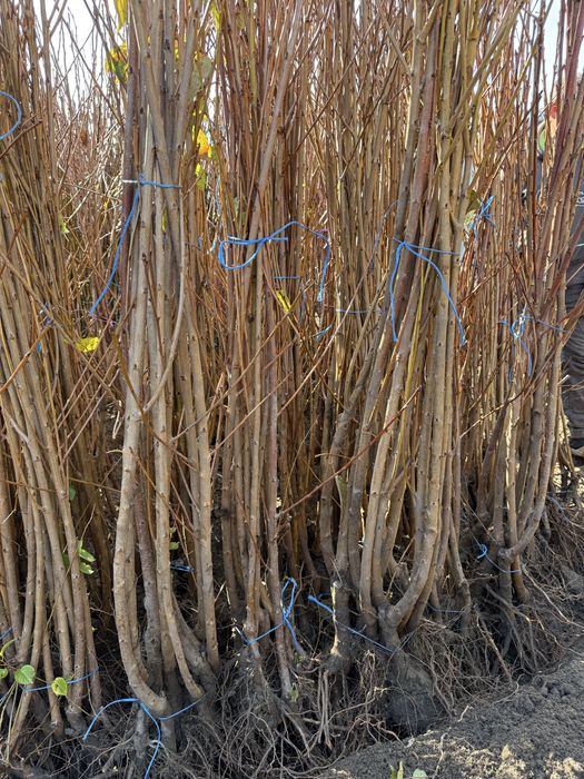 Ciresi - soiuri certificate