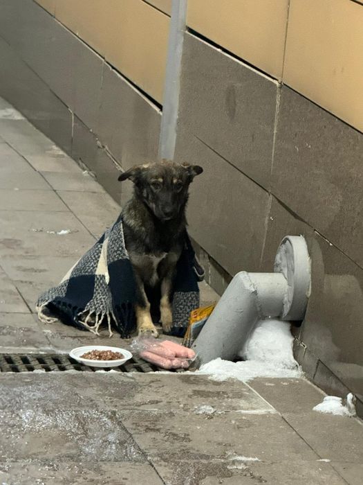 маленький щенок в алматы