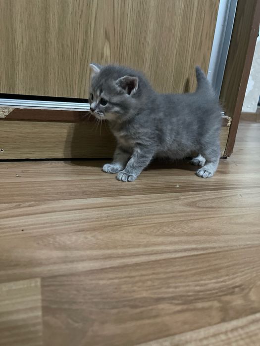 Срочно Продаются котята породистые, к лотку приучены и кушают все