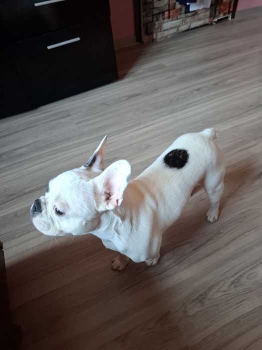 Подарява се Френчи