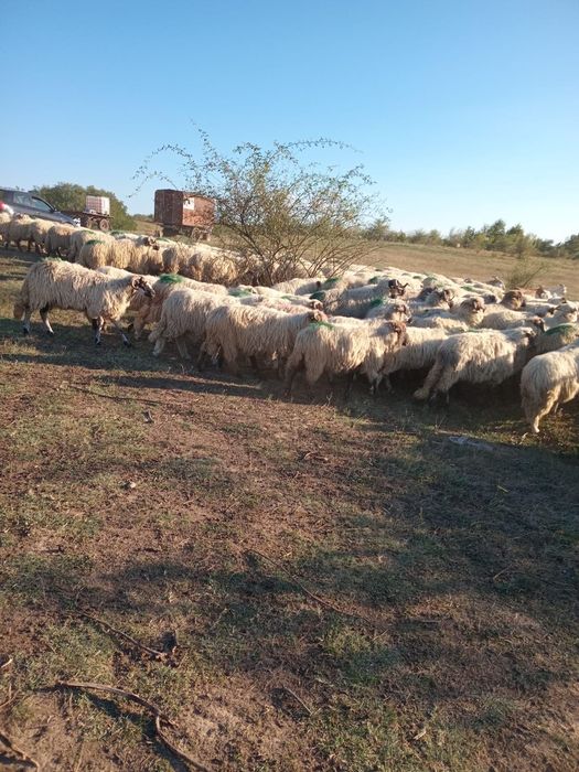 200 Oi breze de vanzare , 800/buc.