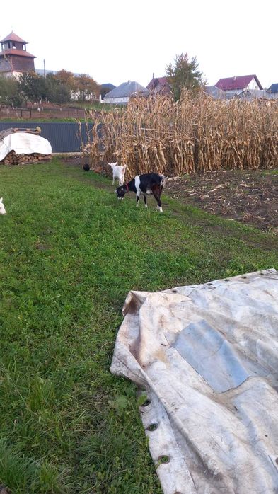 Capra cu ieduta de 5 luni