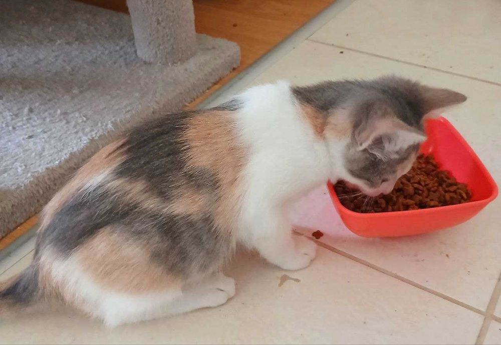 Очарователно домашне момиченце  търси любящ дом