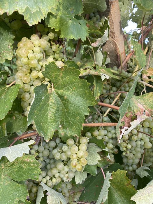 Vând struguri Crâmpoșie selecționata  Cabernet