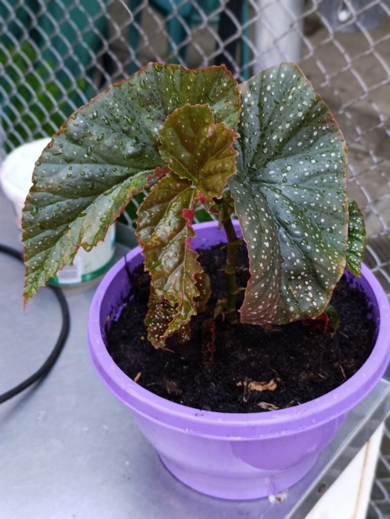 Кралска Бегония  /Begonia Corallina