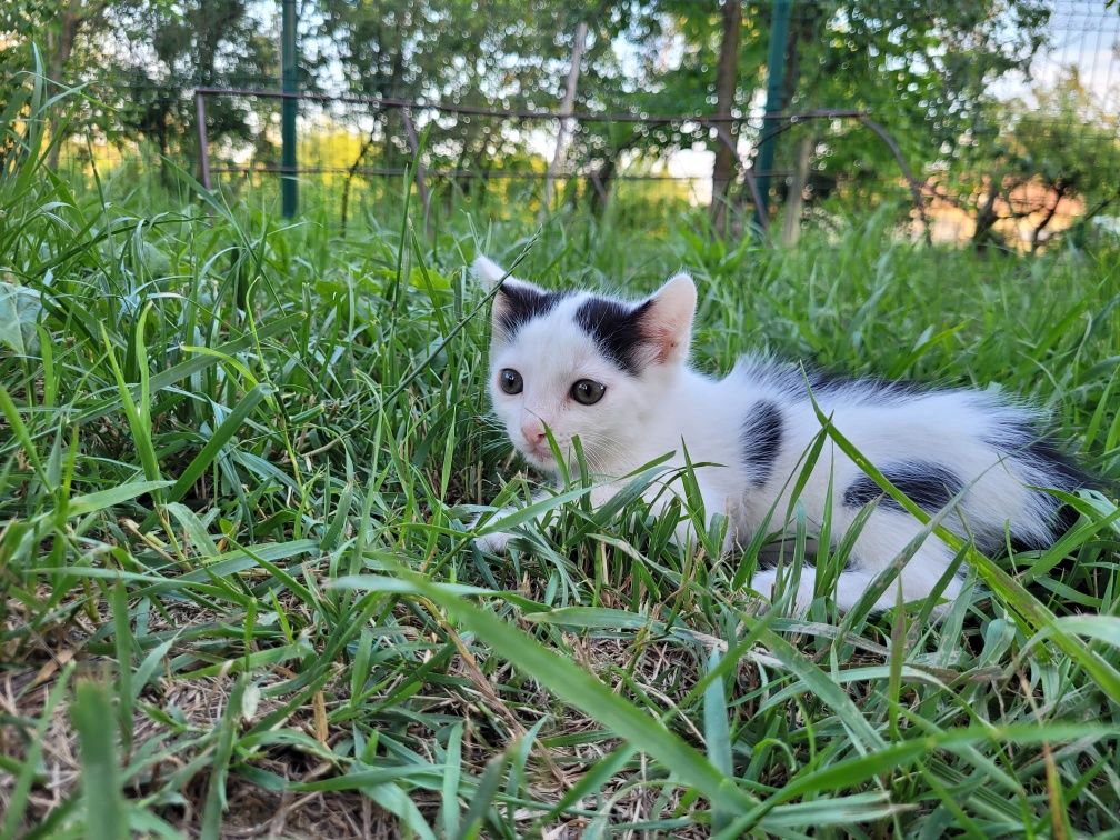 Pisicute spre adoptie