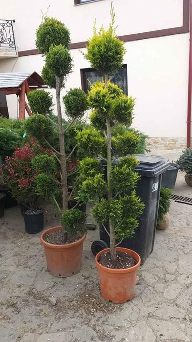 Copaci ornamentali diferite înălțimi