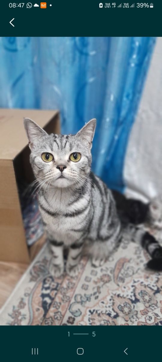 Котята Британские