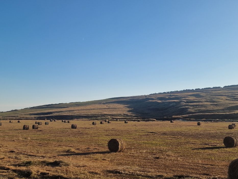 Vând răgozi am cosit un iaz 50 de lei bucata