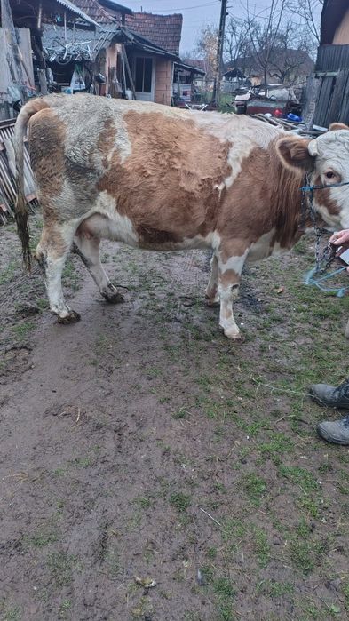 Junincă gestantă in 8 luni