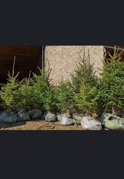 Саженцы сибирской ели