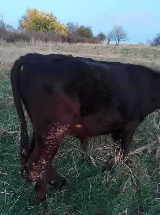 Мъжко теле за коледа 320-350кг