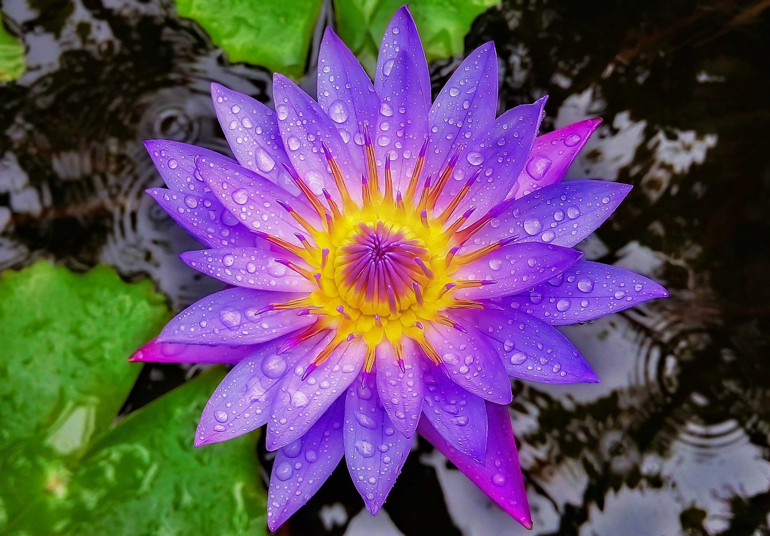 Синя водна лилия (син лотос, Blue Lotus, Nymphaea caerulea) изсушен