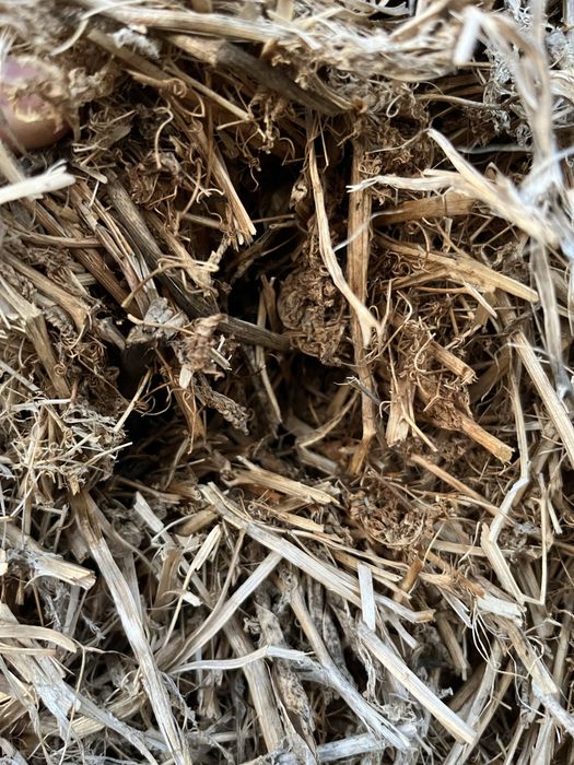 Baloti resturi vegetale de mazare furajera