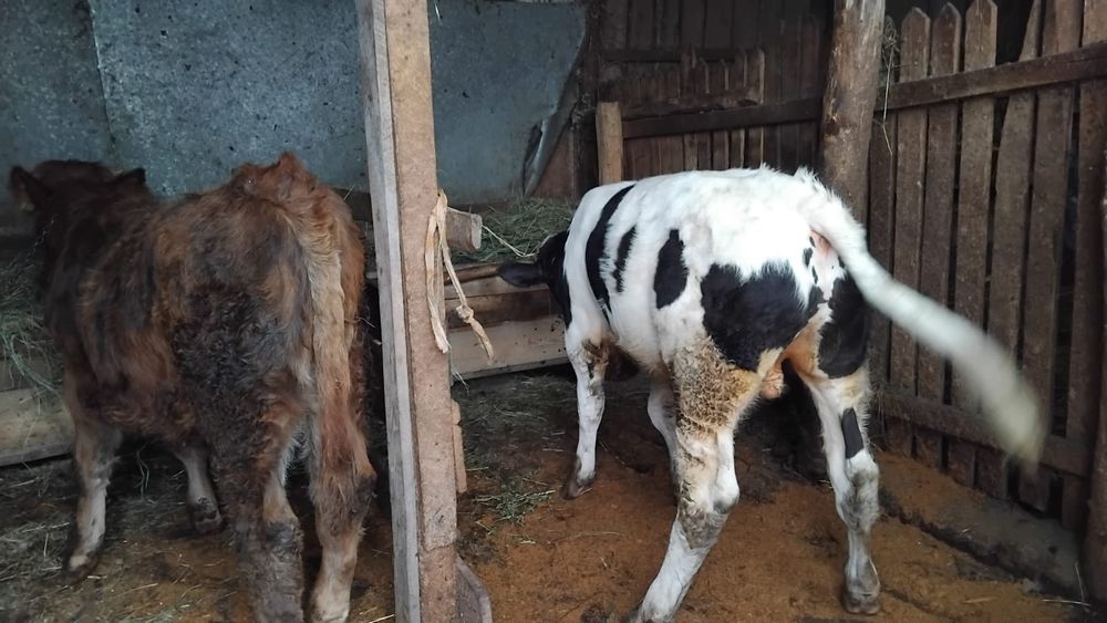 Vand 2 taurasi din minta artificiala